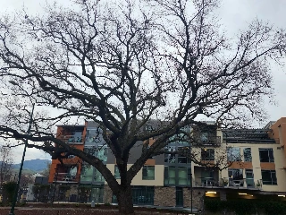 Viamonte at Walnut Creek - photo 3