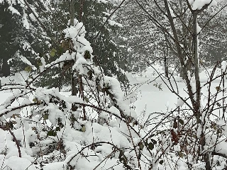 Glacier View Lodge - photo 5
